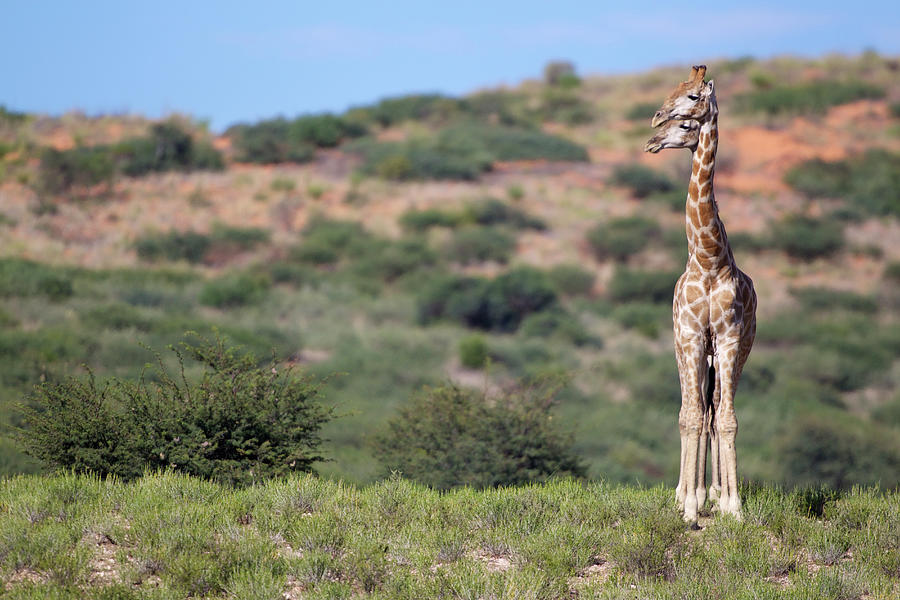 Two Giraffes Looking Into The Distance Photograph by Heinrich Van Den Berg