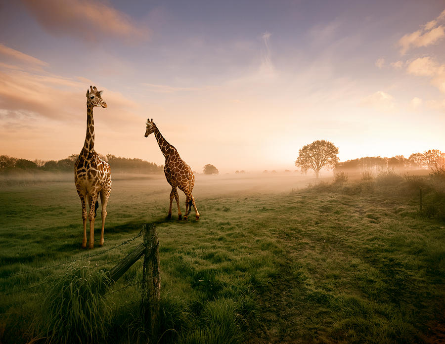 Two giraffes Photograph by PPAMPicture