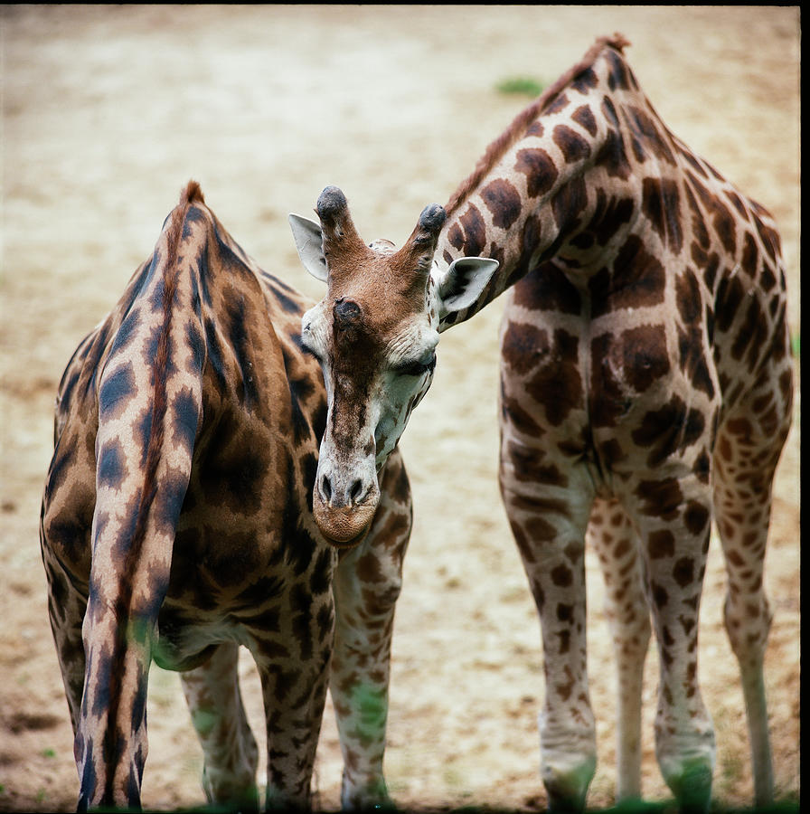 Two Giraffes Photograph by Zigmars Zilgalvis Photography