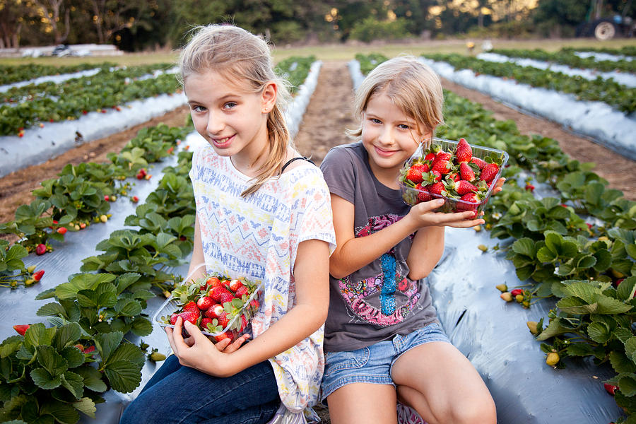Two Girls Picking Strawberries in strawberry field on farm Photograph by Pamspix