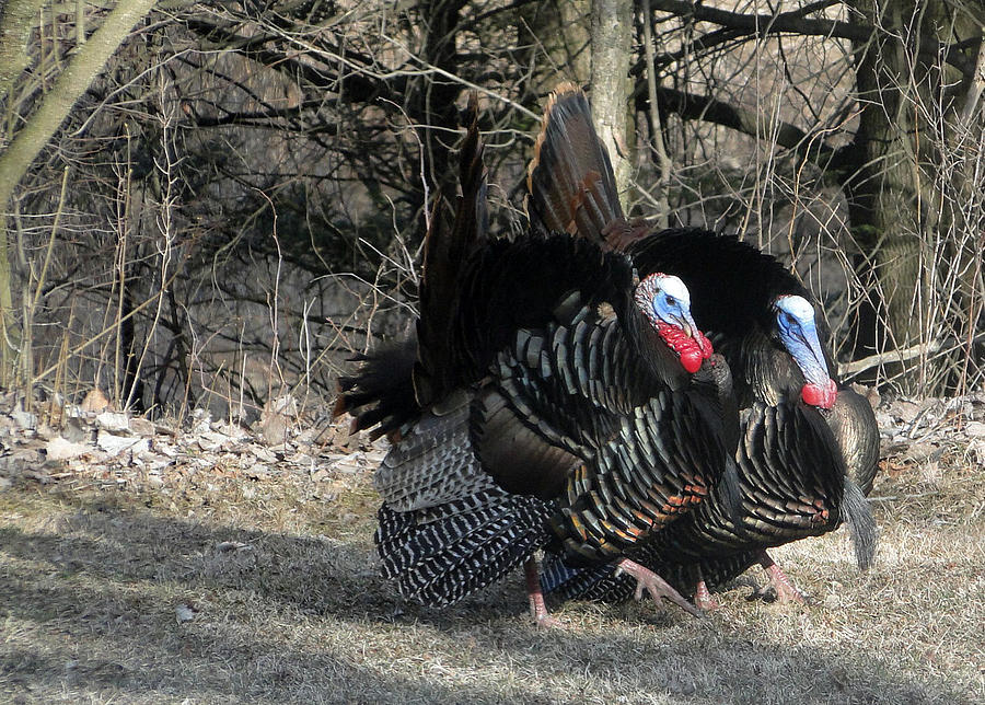 Two Gobblers Photograph