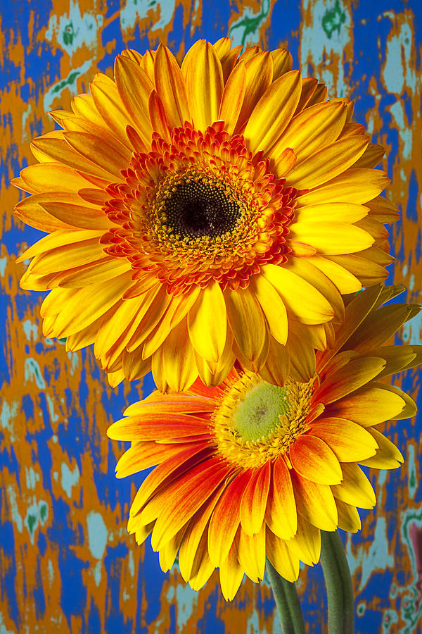 Daisy Photograph - Two golden mums by Garry Gay
