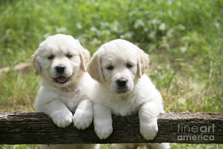 Two Golden Retriever Puppies Photograph by John Daniels