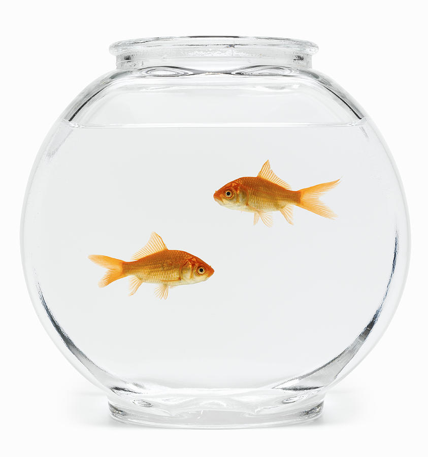 Two goldfish (Carassius auratus) in fishbowl, side view Photograph by Don Farrall