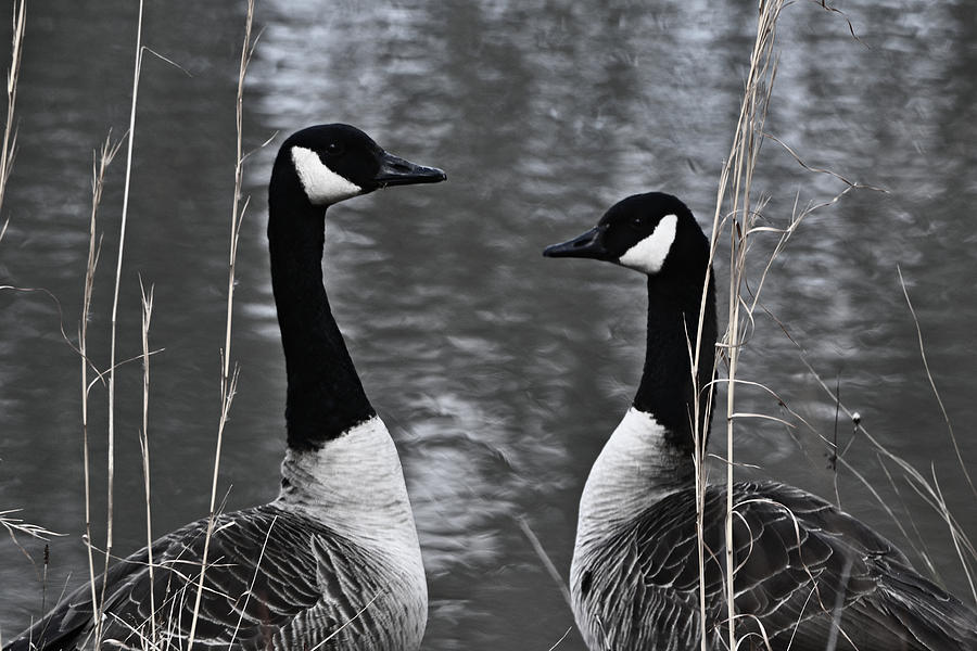 Goose Photograph - Two Goose Tango by Mary Zeman