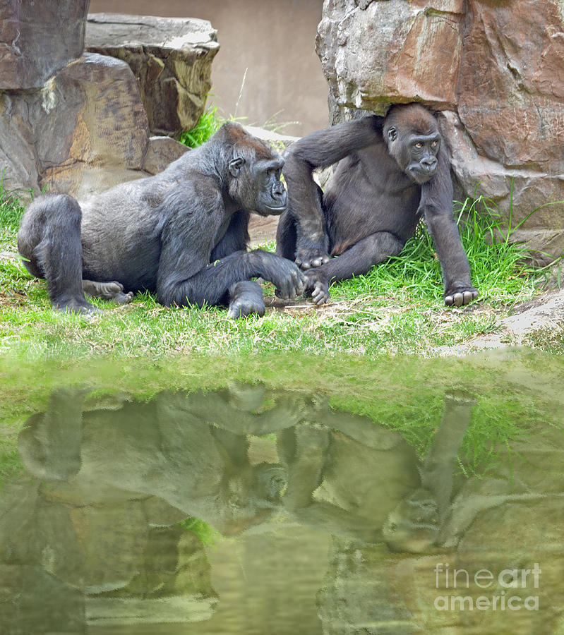 Animal Photograph - Two Gorillas Relaxing II by Jim Fitzpatrick