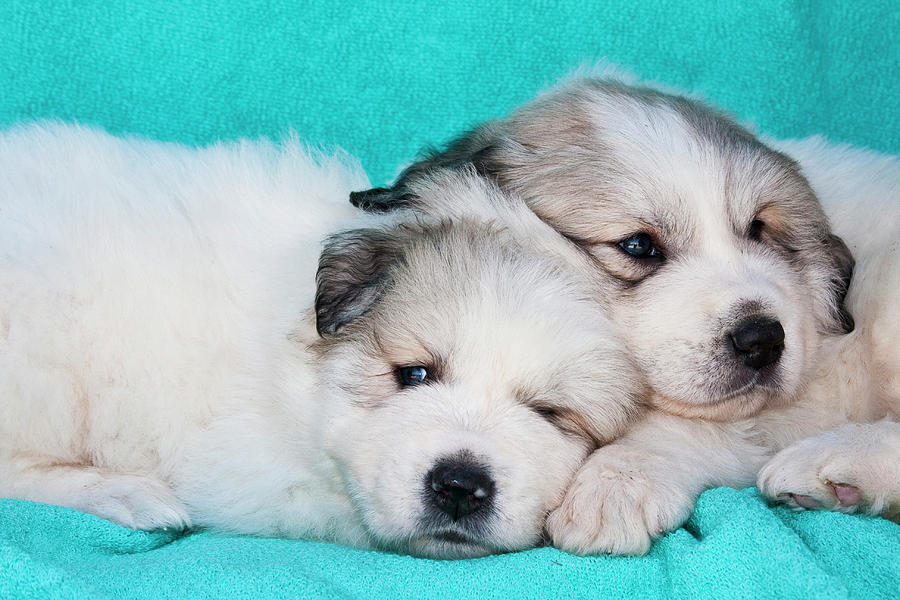 Dog Photograph - Two Great Pyrenees Puppies Lying by Zandria Muench Beraldo