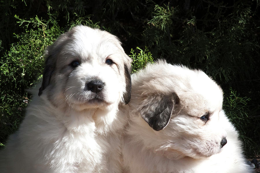 Dog Photograph - Two Great Pyrenees Puppies Sitting by Zandria Muench Beraldo