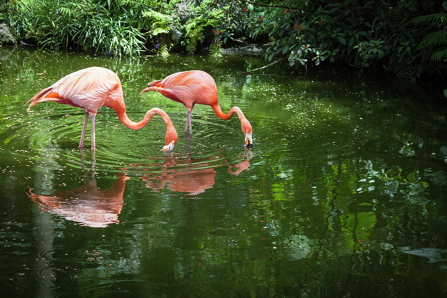Two Greater Flamingoes Eating In A Pond Photograph by Juan Silva