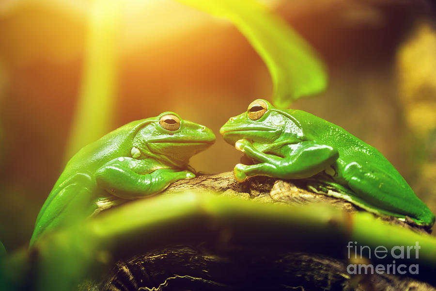 Two green frogs sitting on leaf looking on each other Photograph by Michal Bednarek