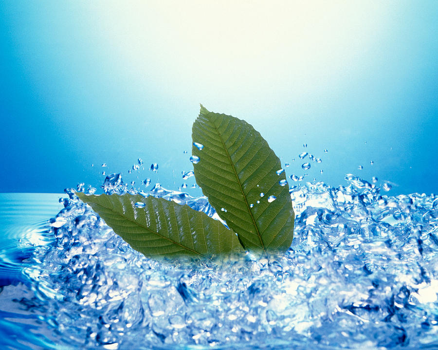 Color Image Photograph - Two Green Leaves In Bubbling Water by Panoramic Images