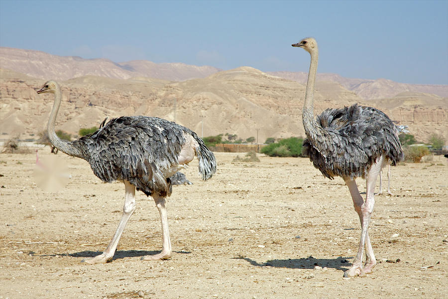 Two Grey Ostriches Moving Along In Photograph by Barry Winiker Two Grey Ostriches Moving Along In Photograph by Barry Winiker