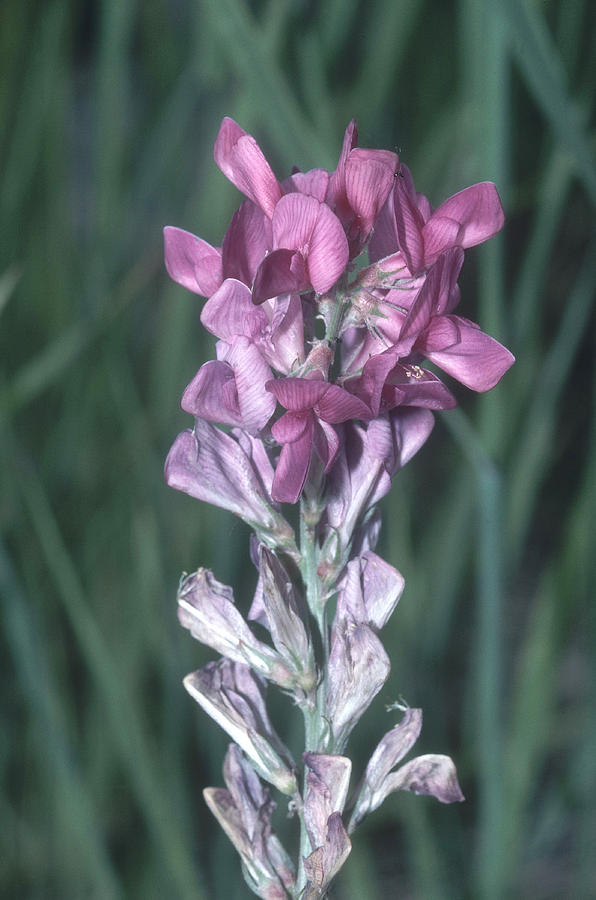 Two-grooved Milkvetch Photograph by Robert J. Erwin