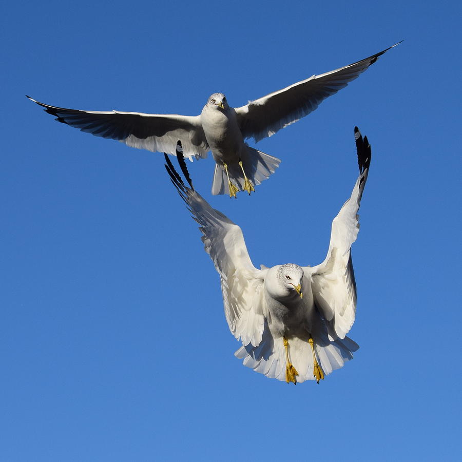 Two Gulls Photograph by Eric Johansen