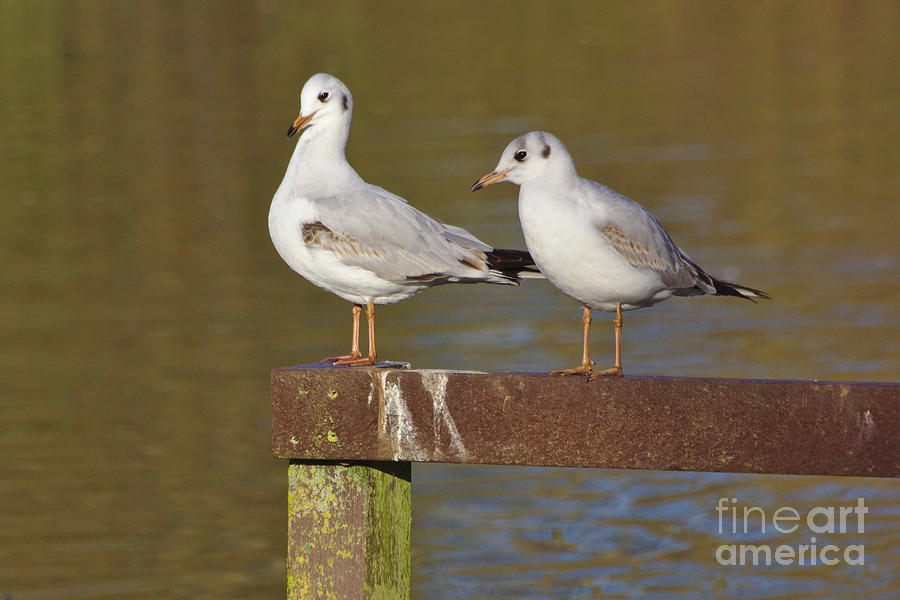Two Gulls Photograph by Jeremy Hayden