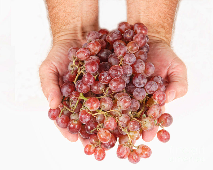 Two Handfuls of Red Grapes Photograph by James BO Insogna