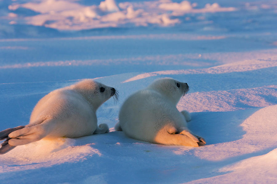 Nature Photograph - Two Harp Seal Pups On Ice, Iles De La by Keren Su