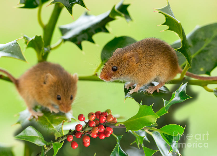 Two Harvest Mice at Christmas Photograph by Louise Heusinkveld