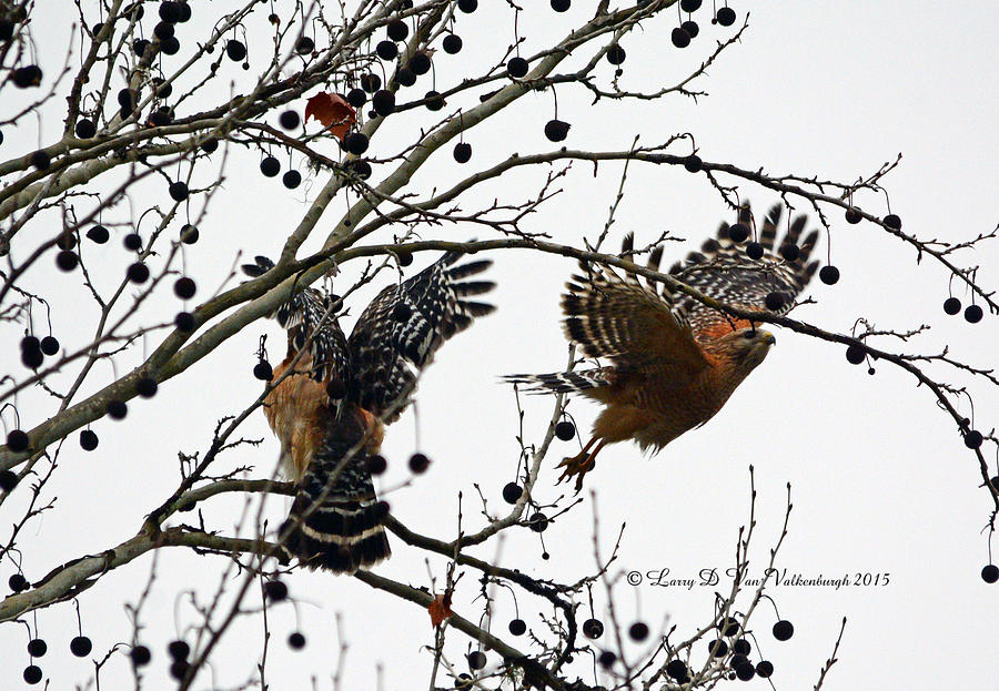 Wildlife Photograph - Two Red Shouldered Hawks In A Tree by Larry Van Valkenburgh