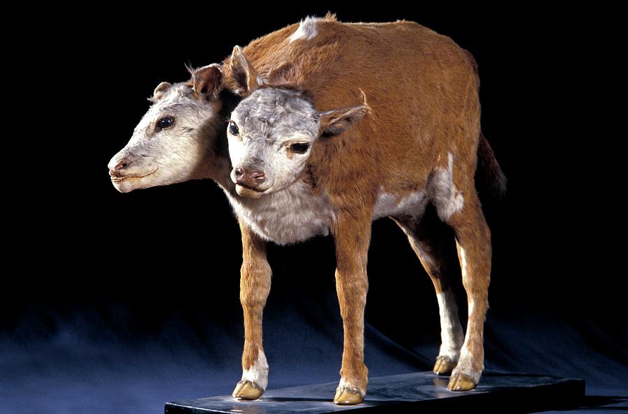 Paris Photograph - Two-headed Calf by Patrick Landmann/science Photo Library