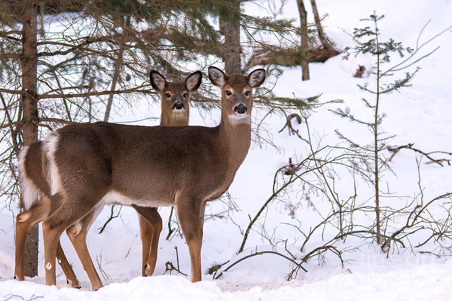 Two Headed Deer Photograph by Cheryl Baxter