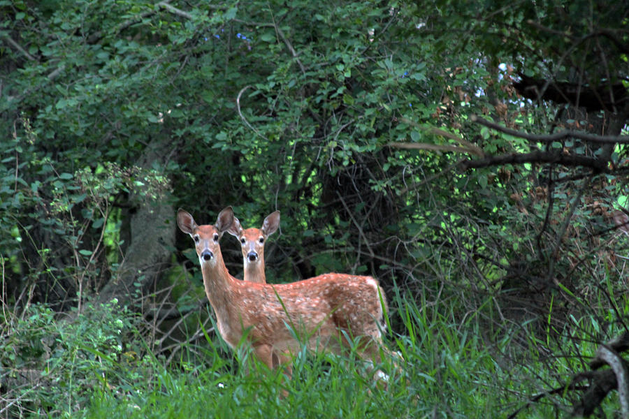 Deer Photograph - Two-headed Fawn by James Hammen