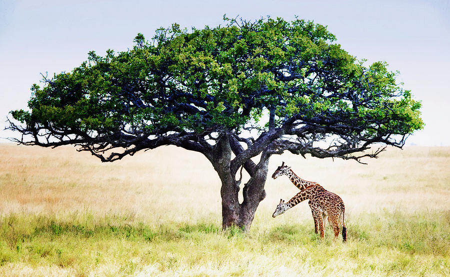 Two Headed Giraffe Under Acacia Tree in Serengeti National Park, Tanzania Photograph by Vicki Jauron, Babylon and Beyond Photography