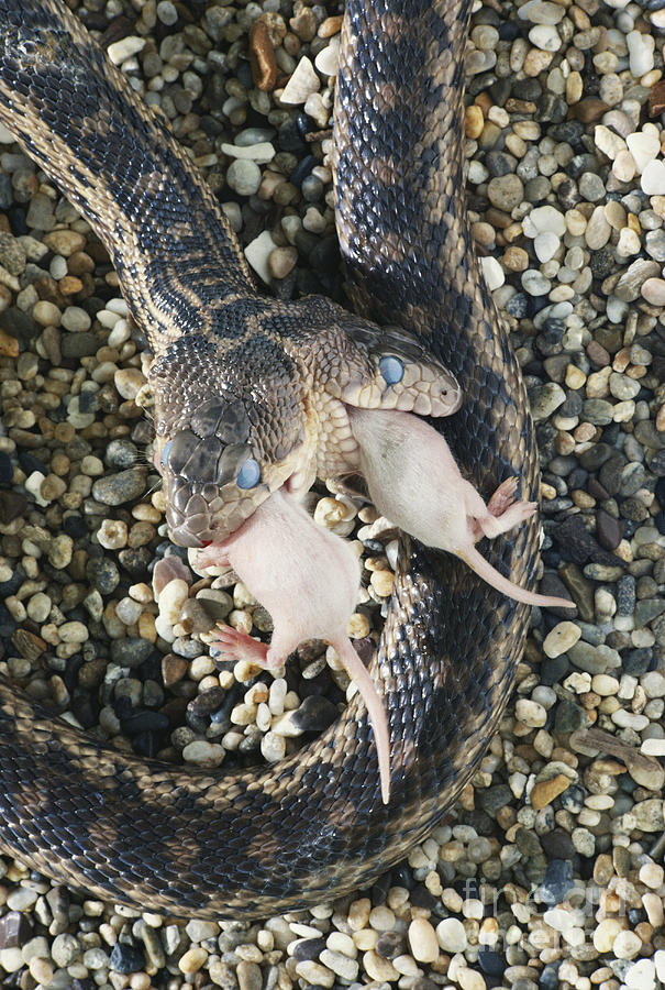 Two-headed Gopher Snake Photograph by Tom McHugh