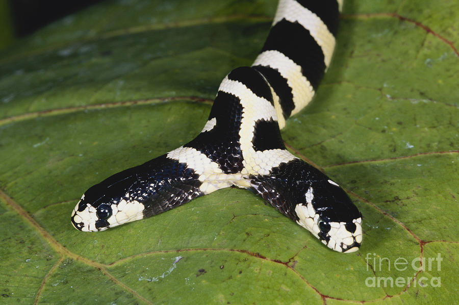Two-headed King Snake Photograph by Gregory G. Dimijian, M.D.