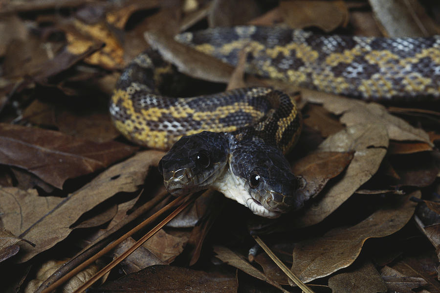 Two-headed Rat Snake Photograph by Steve Cooper