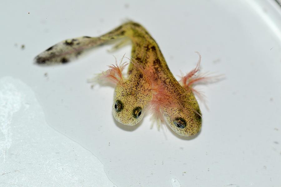 Amphibians Photograph - Two-headed Salamander Tadpole by Photostock-israel