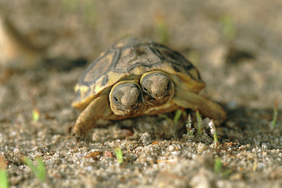 Two-headed Tortoise Photograph by Tony Camacho/science Photo Library