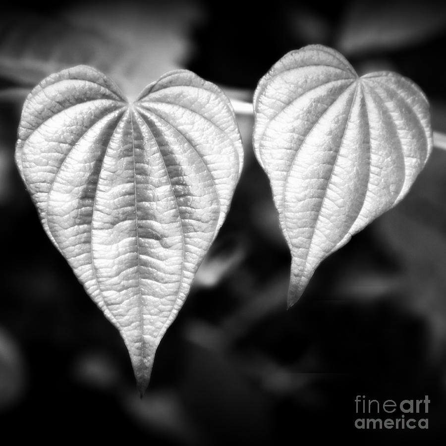 Two Hearts Photograph by Chris Scroggins