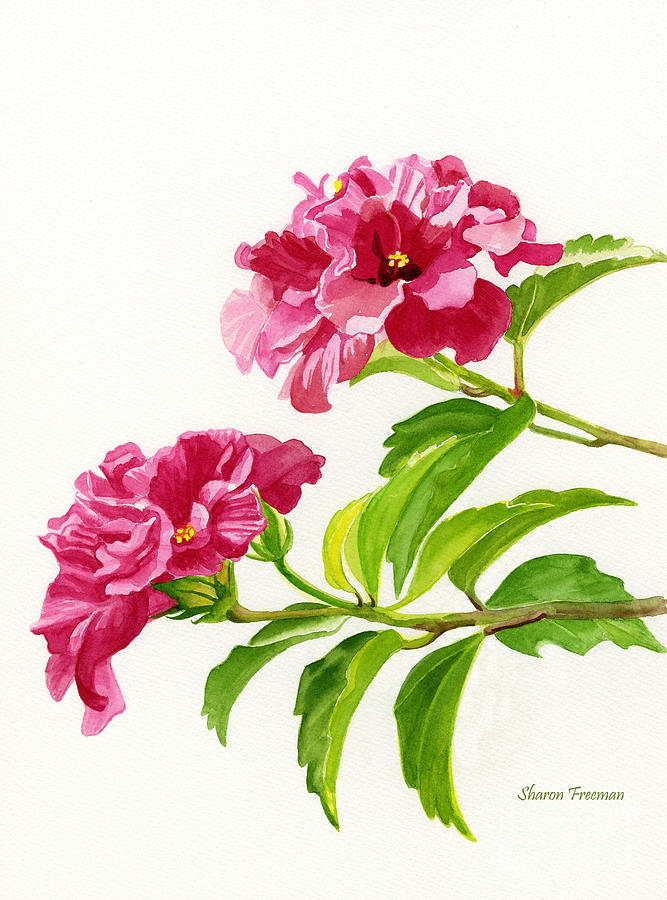 Two Hibiscus Rosa Sinensis Blossoms Painting by Sharon Freeman