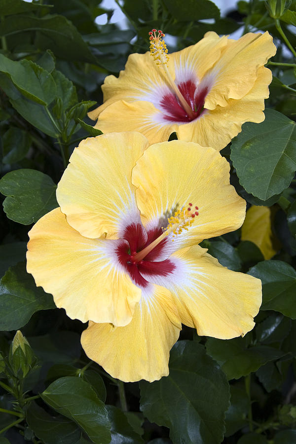 Two Hibiscus Photograph by Sally Weigand - Fine Art America