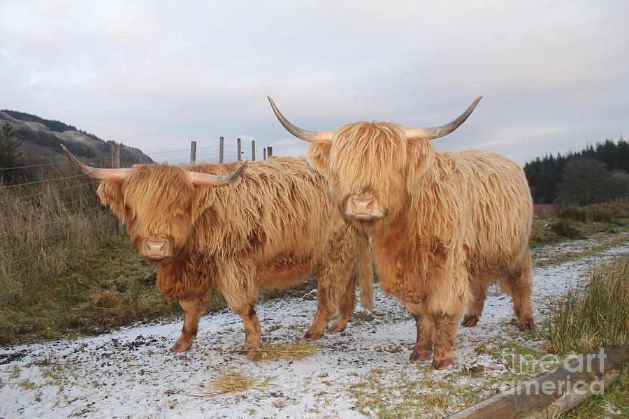 Two Highland Cows Photograph by David Grant