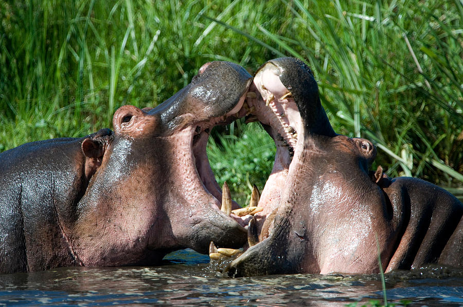 Hippopotamus Photograph - Two Hippopotamuses Hippopotamus by Panoramic Images
