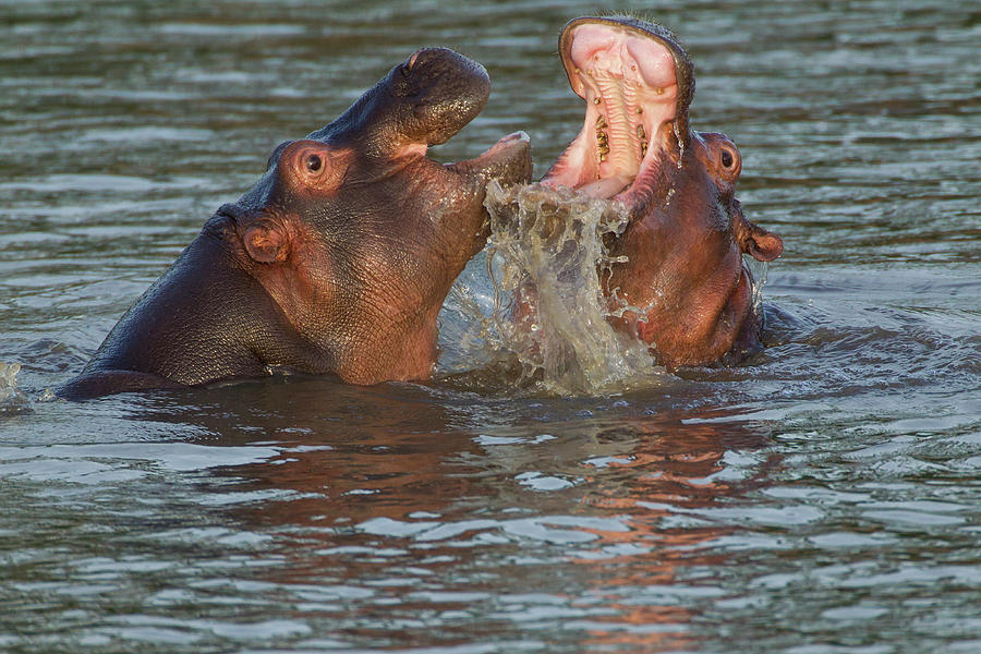 Hippopotamus Photograph - Two Hippos Fighting, Their Jaws Open by James Heupel