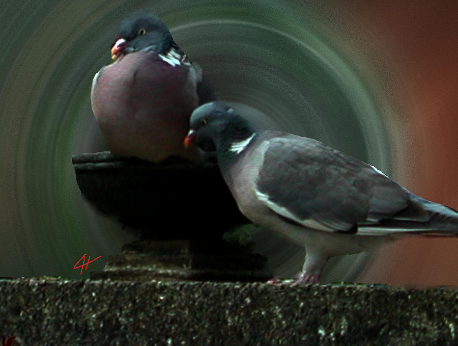 Two Holy Pigeon Friends Photograph by Colette V Hera Guggenheim
