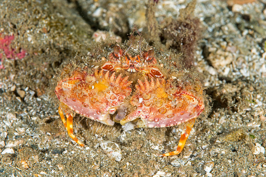 Two Horn Box Crab Photograph by Andrew J. Martinez