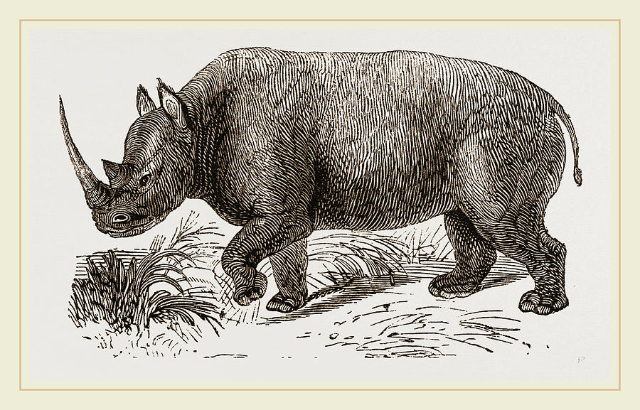 Nature Drawing - Two-horned Rhinoceros by Litz Collection