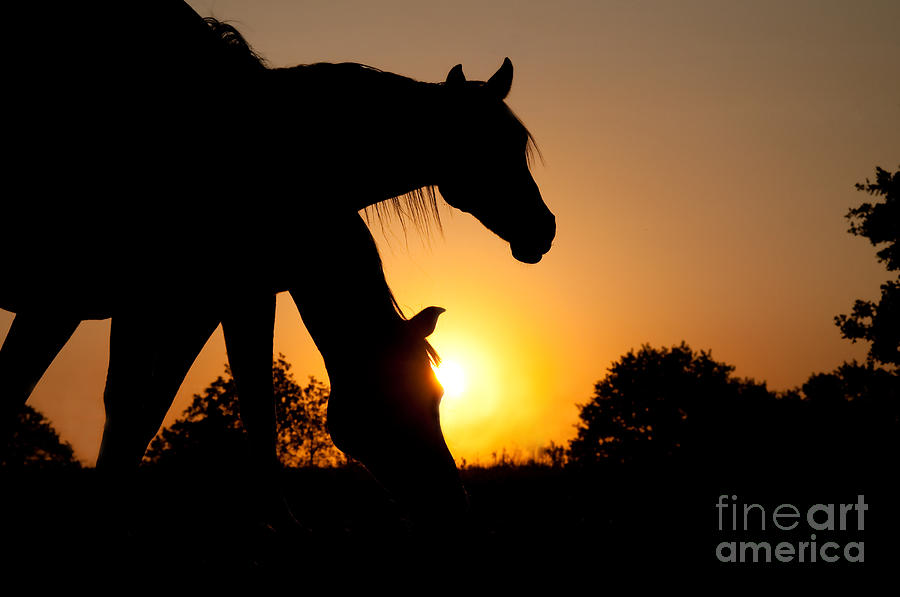 Two Horses at Dawn Photograph by Sari ONeal