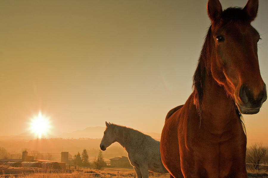 Two Horses At Morning Light In The Photograph by Artur Debat
