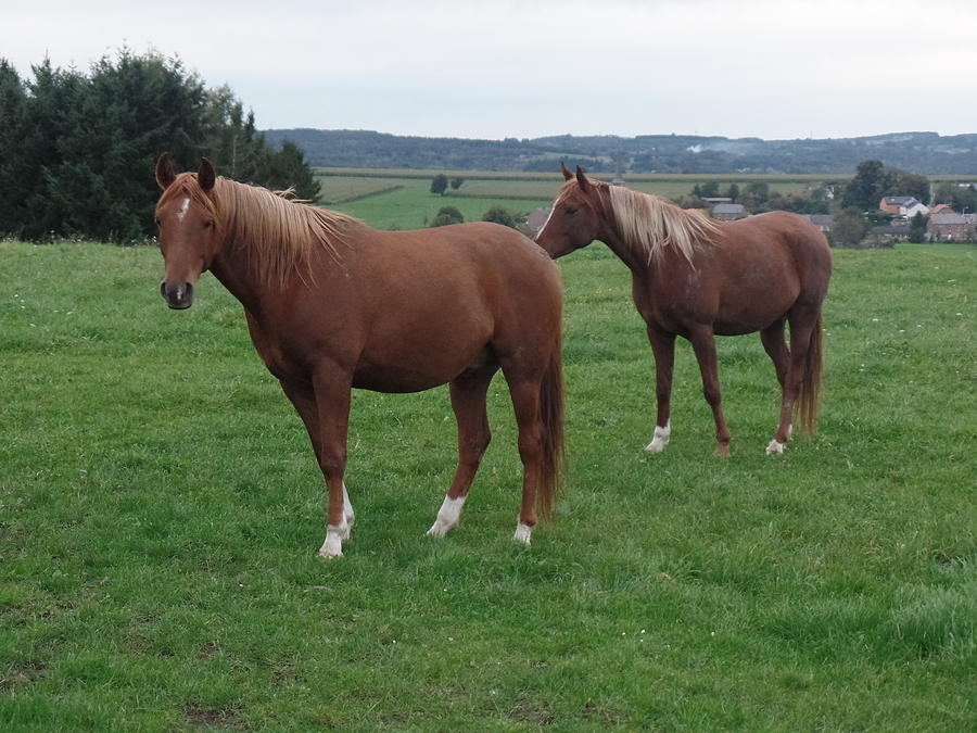 Two horses Photograph by Benjamin Gilson - Fine Art America