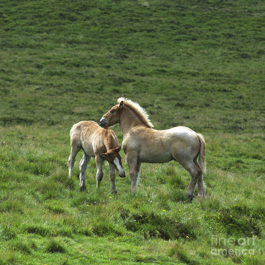 Horse Photograph - Two Horses by Bernard Jaubert