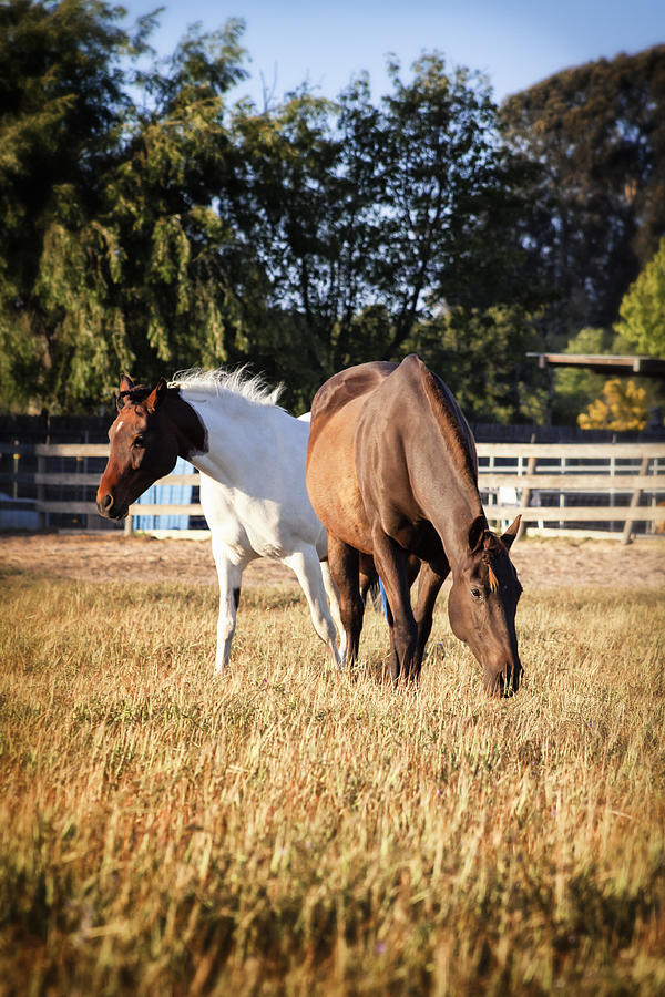 Two Horses Photograph by Caitlyn  Grasso