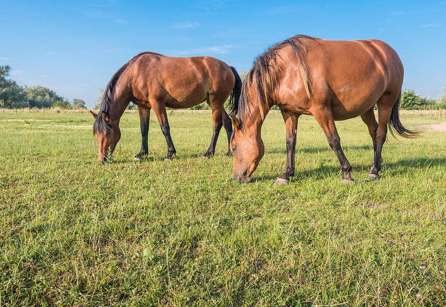 Two Horses Eating Together by Ruud Morijn