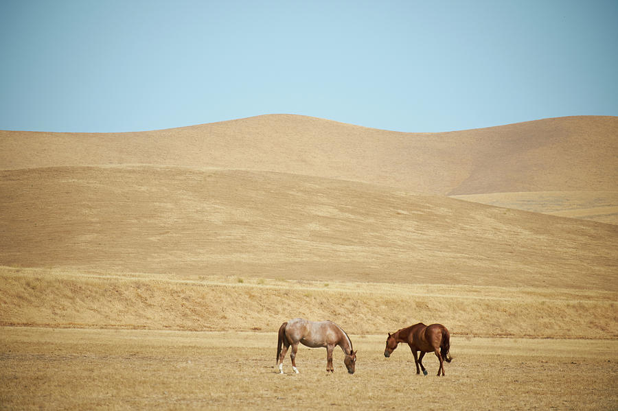 Two Horses Grazing Photograph by Steve Lewis Stock