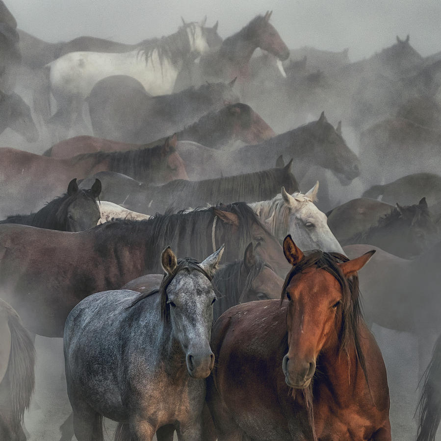Two Horses Photograph by H??seyin Ta??k??n