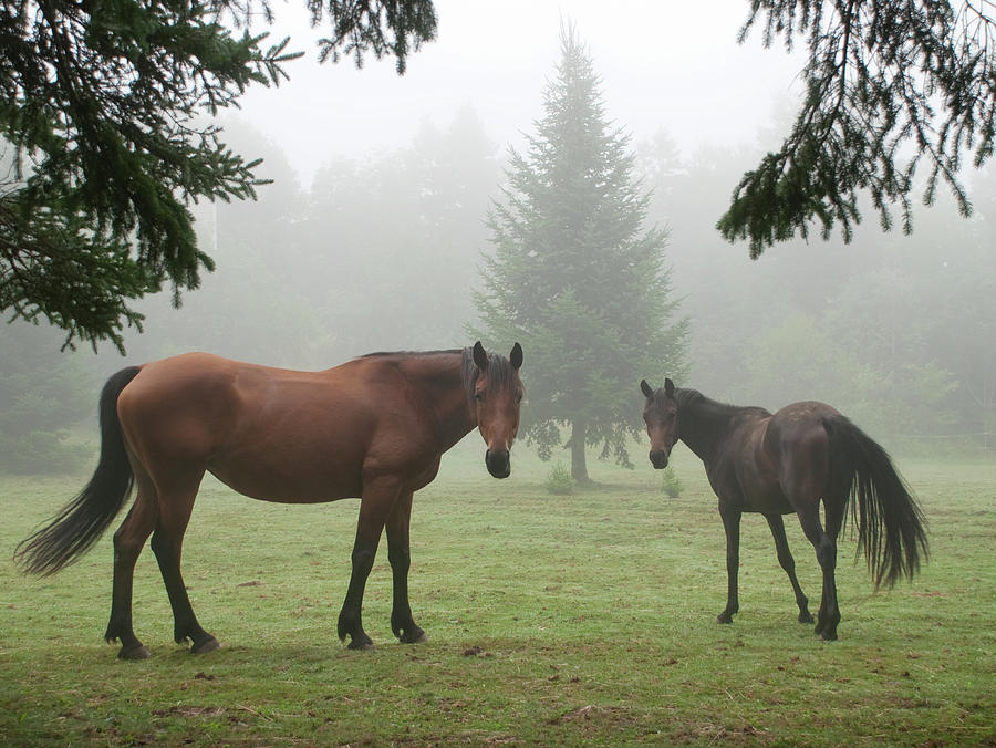 Two Horses In Foggy Pasture With Fir Photograph by Anne Louise Macdonald Of Hug A Horse Farm